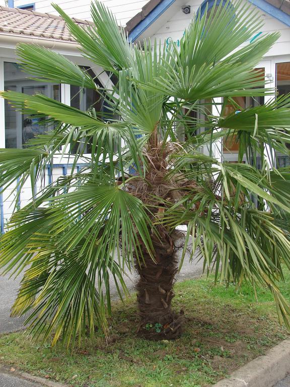Budget Hotel Melun Sud - Dammarie Les Lys Екстериор снимка